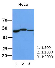 BMP2 Antibody - Western Blot: The lysate of HeLa (30 ug) were resolved by SDS-PAGE, transferred to PVDF membrane and probed with anti-human BMP2 antibody(1:500-1:2000). Proteins were visualized using a goat anti-mouse secondary antibody conjugated to HRP and an ECL detection system.