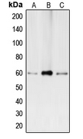 BMP2 Antibody - Western blot analysis of BMP2 expression in Caco2 (A); HepG2 (B); THP1 (C) whole cell lysates.