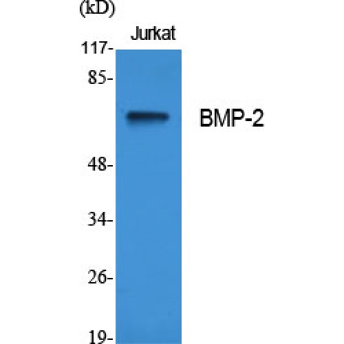 BMP2 Antibody - Western blot of BMP-2 antibody