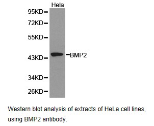 BMP2 Antibody - Western blot.