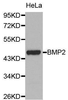 BMP2 Antibody - Western blot analysis of extracts of HeLa cellss.