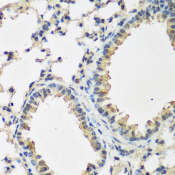 BMP2 Antibody - Immunohistochemistry of paraffin-embedded mouse lung using BMP2 antibodyat dilution of 1:200 (40x lens).