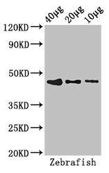 BMP2 Antibody - Positive Western Blot detected in Zebrafish tissue 40 ug, 20 ug, 10 ug. All lanes: bmp2b antibody at 2.8 µg/ml Secondary Goat polyclonal to rabbit IgG at 1/50000 dilution. Predicted band size: 47 KDa. Observed band size: 47 KDa