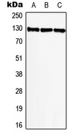 BMP2K / BIKE Antibody - Western blot analysis of BIKE expression in A549 (A); NIH3T3 (B); PC12 (C) whole cell lysates.