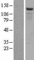 BMP2K / BIKE Protein - Western validation with an anti-DDK antibody * L: Control HEK293 lysate R: Over-expression lysate