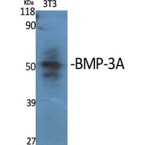BMP3 Antibody - Western blot of BMP-3A antibody