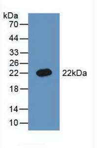 BMP3 Antibody - Western Blot; Sample: Recombinant BMP3, Rat.