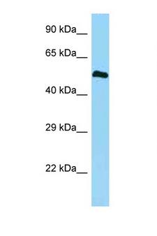 BMP3 Antibody - BMP3 antibody Western blot of Fetal Heart lysate. Antibody concentration 1 ug/ml.  This image was taken for the unconjugated form of this product. Other forms have not been tested.