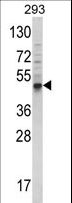 BMP3 Antibody - Western blot of hBmp3-E23 in 293 cell line lysates (35 ug/lane). BMP3 (arrow) was detected using the purified antibody.