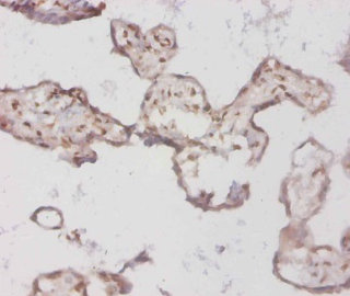 BMP3 Antibody - Immunohistochemistry of paraffin-embedded Mouse heart tissue using BMP3 Antibody at dilution of 1:100