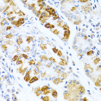 BMP3 Antibody - Immunohistochemistry of paraffin-embedded human stomach using BMP3 antibody at dilution of 1:100 (40x lens).