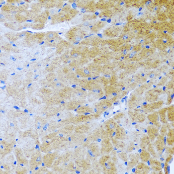 BMP3 Antibody - Immunohistochemistry of paraffin-embedded mouse heart using BMP3 antibody at dilution of 1:100 (40x lens).