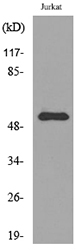 BMP3 Antibody - Western blot analysis of lysate from Jurkat cells, using BMP3 Antibody.