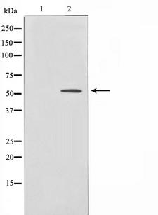 BMP3 Antibody - Western blot analysis of BMP3 expression in HeLa cells. The lane on the left is treated with the antigen-specific peptide.