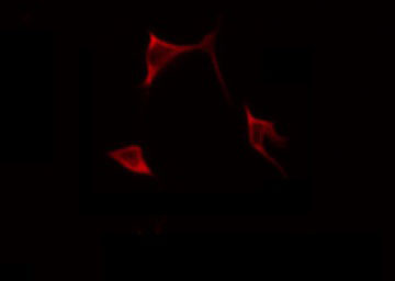BMP3 Antibody - Staining HeLa cells by IF/ICC. The samples were fixed with PFA and permeabilized in 0.1% Triton X-100, then blocked in 10% serum for 45 min at 25°C. The primary antibody was diluted at 1:200 and incubated with the sample for 1 hour at 37°C. An Alexa Fluor 594 conjugated goat anti-rabbit IgG (H+L) Ab, diluted at 1/600, was used as the secondary antibody.