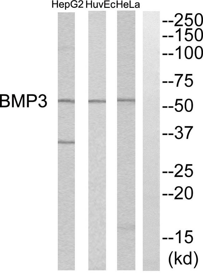 BMP3 Antibody - Western blot analysis of extracts from HeLa cells, HuvEc cells and HepG2 cells, using BMP3 antibody.