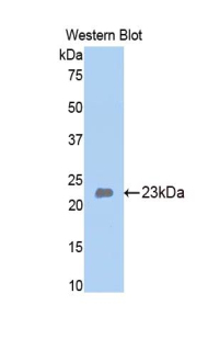 BMP4 Antibody - Western blot of recombinant BMP4 / BMP-4.  This image was taken for the unconjugated form of this product. Other forms have not been tested.