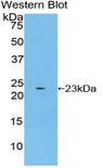 BMP4 Antibody - Western blot of recombinant BMP4 / BMP-4.  This image was taken for the unconjugated form of this product. Other forms have not been tested.