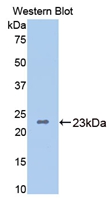 BMP4 Antibody - Western Blot; Sample: Recombinant protein.