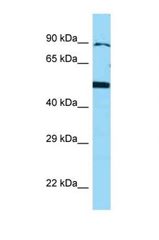BMP4 Antibody - BMP4 antibody Western blot of U937 Cell lysate. Antibody concentration 1 ug/ml.  This image was taken for the unconjugated form of this product. Other forms have not been tested.