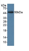 BMP4 Antibody - Western Blot; Sample: Recombinant BMP4, Porcine.
