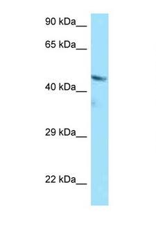BMP4 Antibody - BMP4 antibody Western blot of A549 Cell lysate. Antibody concentration 1 ug/ml.  This image was taken for the unconjugated form of this product. Other forms have not been tested.
