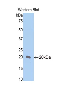 BMP4 Antibody - Western blot of recombinant BMP4 / BMP-4.  This image was taken for the unconjugated form of this product. Other forms have not been tested.