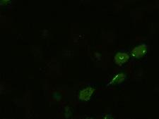 BMP4 Antibody - Anti-BMP4 mouse monoclonal antibody  immunofluorescent staining of HeLa cells transiently transfected by pCMV6-ENTRY BMP4.