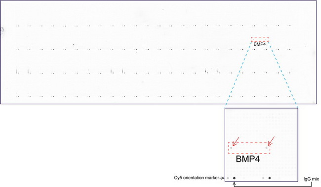 BMP4 Antibody - OriGene overexpression protein microarray chip was immunostained with UltraMAB anti-BMP4 mouse monoclonal antibody. (Clone UMAB38). The positive reactive proteins are highlighted with two red arrows in the enlarged subarray. All the positive controls spotted in this subarray are also labeled for clarification. These data show that UltraMAB anti-BMP4. (Clone UMAB38) very specifically recognizes BMP4 antigen on OriGene protein microarray chip.