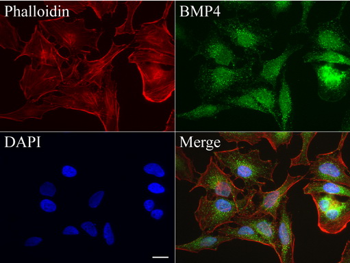 BMP4 Antibody - Immunofluorescent staining of HeLa cells using anti-BMP4 mouse monoclonal antibody  green, 1:100). Actin filaments were labeled with Alexa Fluor® 594 Phalloidin. (red), and nuclear with DAPI. (blue). Scale bar, 20µm.