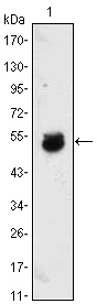 BMP4 Antibody - Western blot using BMP4 mouse monoclonal antibody against BMP4-hIgGFc transfected HEK293 cell lysate.