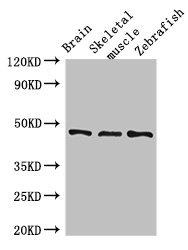 BMP4 Antibody