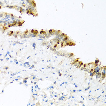 BMP4 Antibody - Immunohistochemistry of paraffin-embedded mouse lung tissue.
