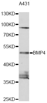 BMP4 Antibody - Western blot analysis of extracts of A431 cells, using BMP4 antibody at 1:1000 dilution. The secondary antibody used was an HRP Goat Anti-Rabbit IgG (H+L) at 1:10000 dilution. Lysates were loaded 25ug per lane and 3% nonfat dry milk in TBST was used for blocking. An ECL Kit was used for detection and the exposure time was 90s.