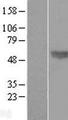 BMP4 Protein - Western validation with an anti-DDK antibody * L: Control HEK293 lysate R: Over-expression lysate