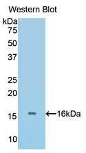 BMP5 Antibody