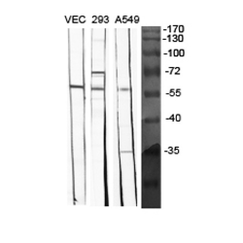 BMP5 Antibody - Western blot of BMP-5 antibody