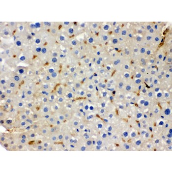BMP5 Antibody - BMP5 antibody IHC-paraffin. IHC(P): Mouse Liver Tissue.