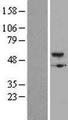 BMP5 Protein - Western validation with an anti-DDK antibody * L: Control HEK293 lysate R: Over-expression lysate