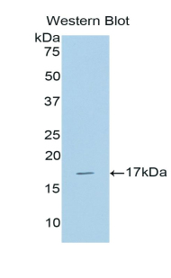 BMP6 Antibody - Western blot of recombinant BMP6 / BMP-6.  This image was taken for the unconjugated form of this product. Other forms have not been tested.