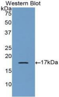 BMP6 Antibody - Western blot of recombinant BMP6 / BMP-6.  This image was taken for the unconjugated form of this product. Other forms have not been tested.