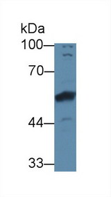 BMP6 Antibody - Western Blot; Sample: Rat Cerebrum lysate; Primary Ab: 3µg/ml Rabbit Anti-Human BMP6 Antibody Second Ab: 0.2µg/mL HRP-Linked Caprine Anti-Rabbit IgG Polyclonal Antibody