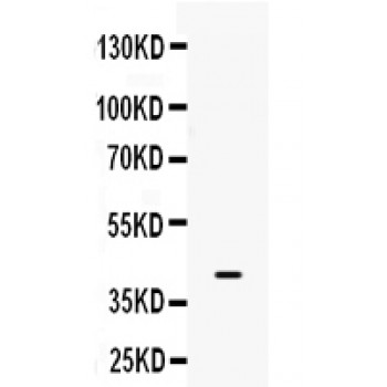 BMP6 Antibody - BMP6 antibody, PBB9690, Western blot. All lanes: Anti BMP6 at 0.5 ug/ml. WB: HELA Whole Cell Lysate at 40 ug. Predicted band size: 43 kD. Observed band size: 43 kD.