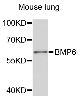 BMP6 Antibody - Western blot analysis of extracts of mouse lung.