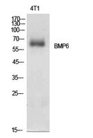 BMP6 Antibody - Western Blot analysis of extracts from 4T1 cells using BMP6 Antibody.