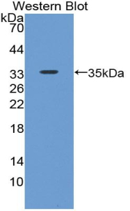 BMP7 Antibody - Western blot of recombinant BMP7.