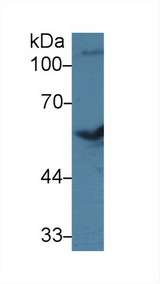 BMP7 Antibody - Western Blot; Sample: Bovine Cerebrum lysate; Primary Ab: 3µg/ml Rabbit Anti-Bovine BMP7 Antibody Second Ab: 0.2µg/mL HRP-Linked Caprine Anti-Rabbit IgG Polyclonal Antibody