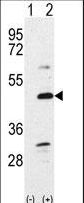 BMP7 Antibody - Western blot of Bmp7 (arrow) using rabbit polyclonal Bmp7 Antibody. 293 cell lysates (2 ug/lane) either nontransfected (Lane 1) or transiently transfected with the Bmp7 gene (Lane 2) (Origene Technologies).