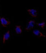 BMP7 Antibody - Immunofluorescence of Bmp7 Antibody in HeLa cells. 0.025 mg/ml primary antibody was followed by Alexa-Fluor-546-conjugated donkey anti-rabbit lgG (H+L). Alexa-Fluor-546 emits orange fluorescence. Blue counterstaining is DAPI.