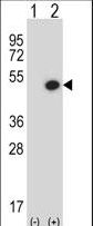 BMP7 Antibody - Western blot of BMP7 (arrow) using rabbit polyclonal BMP7 Antibody. 293 cell lysates (2 ug/lane) either nontransfected (Lane 1) or transiently transfected (Lane 2) with the BMP7 gene.